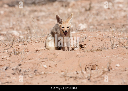 Cape Fox (vulpes Chama) in der Kalahari Wüste, Südafrika Stockfoto