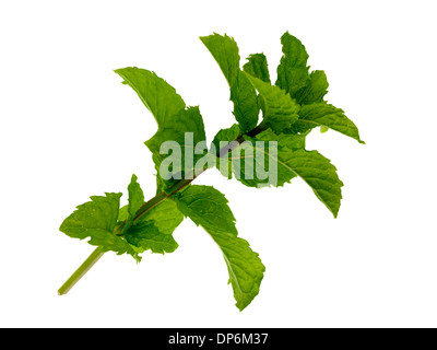 frische Kräuter Minze Stockfoto