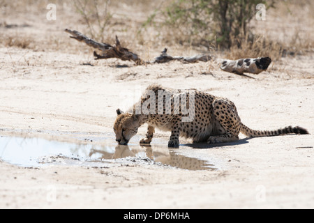 Männliche Geparden trinken aus einem Wasserloch in der Kalahari Stockfoto