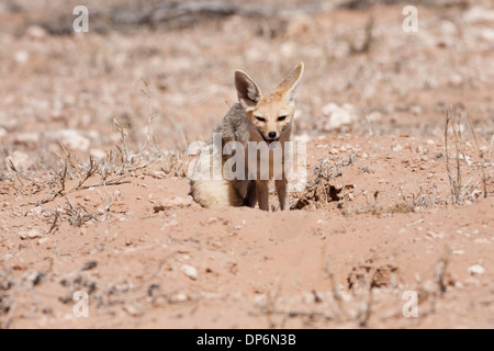 Cape Fox (vulpes Chama) in der Kalahari Wüste, Südafrika Stockfoto