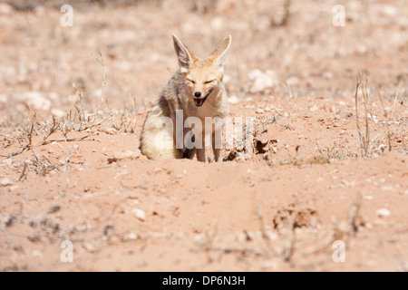 Cape Fox (vulpes Chama) in der Kalahari Wüste, Südafrika Stockfoto