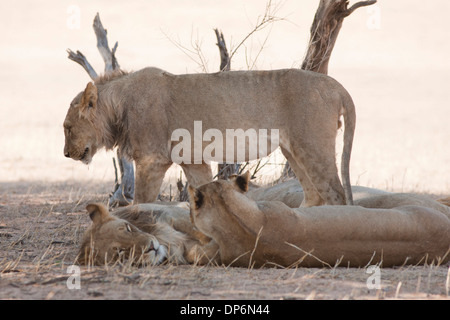 Afrikanischer Löwe stolz in der Kalahari-Wüste Stockfoto