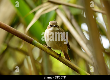 schöne weibliche grau Bushchat (Saxicola Ferreaus) stehen auf Ast Stockfoto