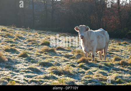 weißer Elefant im Feld, Normandie, Frankreich Stockfoto