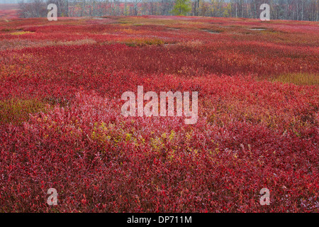Laub der Heidelbeere Barrons in Maine Stockfoto
