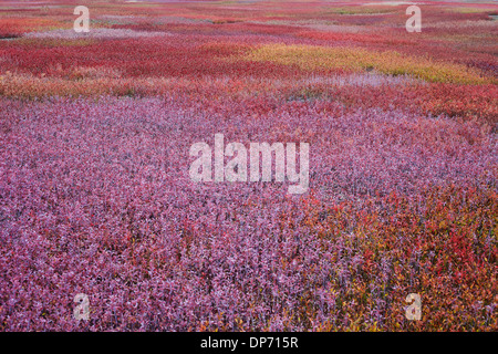 Laub der Heidelbeere Barrons in Maine Stockfoto