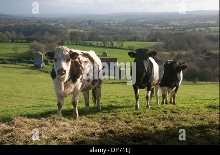 Rinder im Feld, Normandie, Frankreich Stockfoto