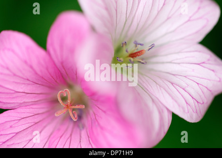 romantische Geranium Endressii blüht Jane Ann Butler Fotografie JABP810 Stockfoto