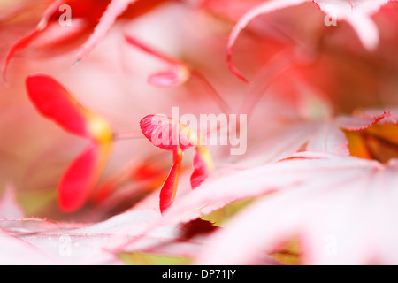 atmosphärische verträumte rote Ahornbaum mit geflügelten Samaras Jane Ann Butler Fotografie JABP822 Stockfoto