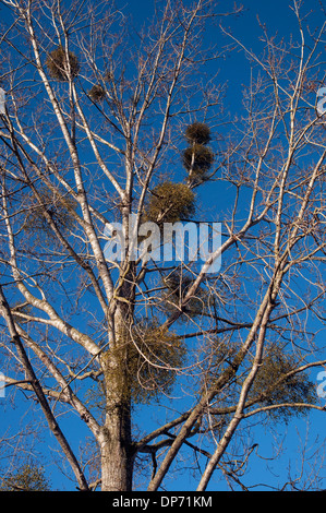 Mistel wächst am Baum, Normandie, Frankreich Stockfoto