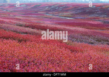 Laub der Heidelbeere Barrons in Maine Stockfoto