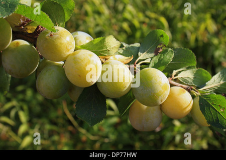 Greengage (Prunus Domestica SSP. Italica) Nahaufnahme der Obstbau in Hecke, Mendlesham, Suffolk, England, Oktober Stockfoto