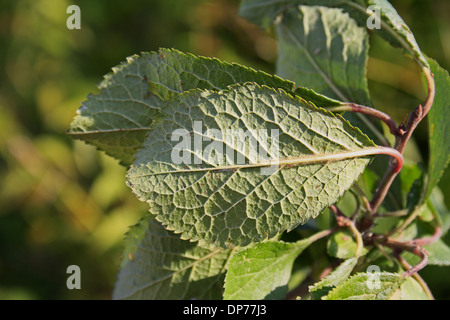 Greengage (Prunus Domestica SSP. Italica) Nahaufnahme der Unterseite, wächst in Hecke, Mendlesham, Suffolk, England, Oktober Stockfoto