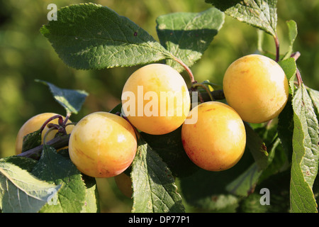 Greengage (Prunus Domestica SSP. Italica) Nahaufnahme der Obstbau in Hecke, Mendlesham, Suffolk, England, Oktober Stockfoto