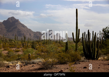 Ansicht des Organ Pipe Cactus National Monument, Arizona, Vereinigte Staaten von Amerika, USA. Landschaft, Natur, Wildnis, Pflanzen Stockfoto