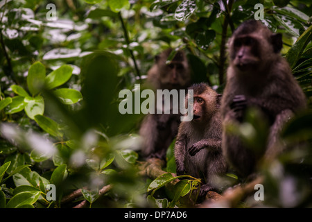 Eine entzückende baby Con Son Long-tailed Macaque ruft nach etwas zu Essen auf Con Dao, Viet Nam Stockfoto