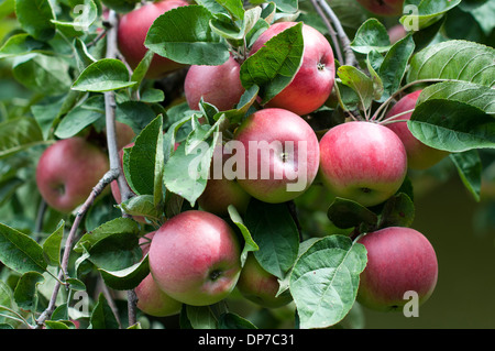 Zweige der Apfelbaum mit Früchten-Stock Bild Stockfoto