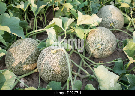 Melone Pflanze in einem Gemüse Garten-Stock-Bild Stockfoto