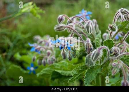 Die Kräuter Borretsch in Blüte Stockfoto