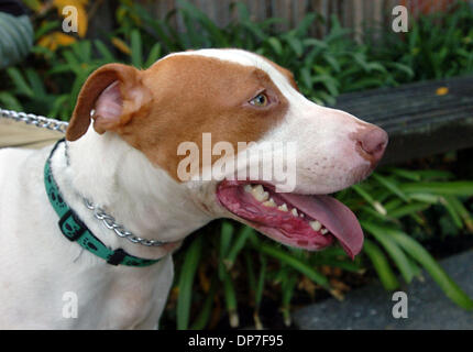 14. November 2006; Alameda, CA, USA; Lincoln ist ein 1-jährige, weiß und Tan, Männlich, Hund/Pitbull-Mix im Tierheim in Alameda, Kalifornien auf Dienstag, 14. November 2006.  Obligatorische Credit: Foto von Dean Coppolav/Contra Costa Times / ZUMA Press. (©) Copyright 2006 von Contra Costa Times Stockfoto