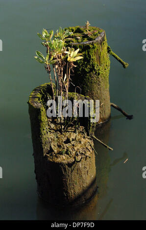 14. November 2006; Martinez, Kalifornien, USA; Die alte Pier an der Martinez Marina in Martinez, Kalifornien auf Dienstag, 14. November 2006 abgebaut. Die Stadt diskutieren welche Schritte bezüglich diesem Pier nehmen will. Obligatorische Credit: Foto von Dan Honda/Contra Costa Times / ZUMA Press. (©) Copyright 2006 von Contra Costa Times Stockfoto