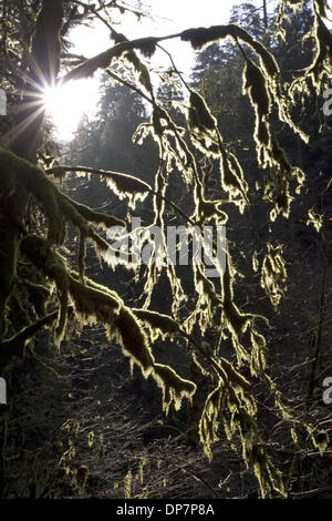 22. November 2006; Columbia Gorge, OR, USA; Moos bewachsenen Baum auf dem Eagle Creek Trail im Columbia Gorge National Scenic Area. Obligatorische Credit: Foto von Richard Clement/ZUMA Press. (©) Copyright 2006 von Richard Clement Stockfoto