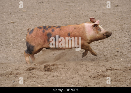 Hausschwein, Muskelproben Mischling, Erwachsener, im Feld laufen auf kommerzielle Freerange Einheit, Suffolk, England, April Stockfoto