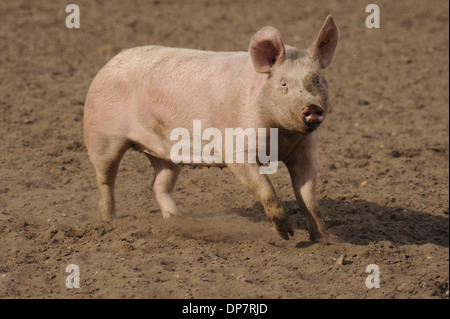 Hausschwein, Erwachsene, laufen im Feld auf kommerzielle Freerange Einheit, Suffolk, England, April Stockfoto