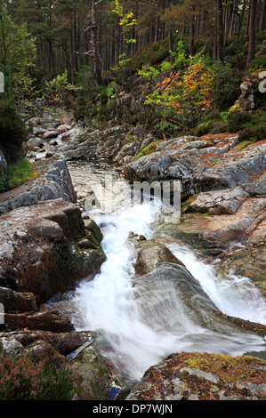 Ein Wasserfall auf dem Garbh Allt brennen im Ballochbuie Wald, Aberdeenshire, Schottland, Vereinigtes Königreich. Stockfoto