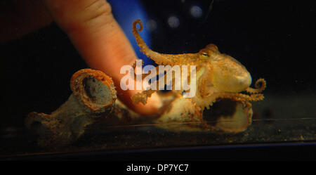 30. November 2006; Apple Valley, MN, USA;   Minnesota Zoo präsentiert neueste Zoo Baby, ein zwei Monate altes Oktopus. Minnesota Zoo Aquarianer Becky Duchild spielt mit einer zwei - Spot Krake in der Discovery Bay Area im Minnesota Zoo. Obligatorische Credit: Foto von Richard Sennott/Minneapolis Star Tribune/ZUMA Press. (©) Copyright 2006 von Minneapolis Star Tribune Stockfoto