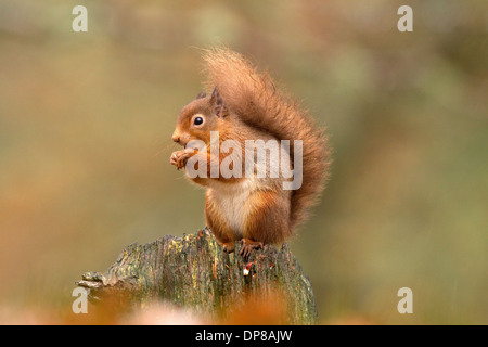 Eichhörnchen Sciurus Vulgaris, sitzt auf einem Baumstamm Stockfoto