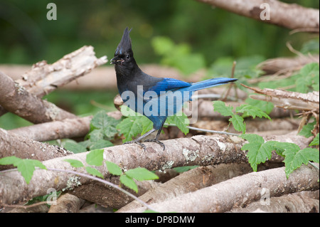 Steller's Jay (Cyanocitta Stelleri), Gabriola, Britisch-Kolumbien, Kanada Stockfoto