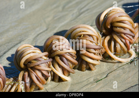 Bull Bullwhip Seetang, riesige Seetang, Seetang (Nereocystis Luetkeana) AKA Giant Kelp, Blase Wrack, Ucluelet, Britisch-Kolumbien, Kanada Stockfoto