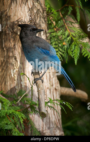 Steller's Jay (Cyanocitta Stelleri), Gabriola Island, Britisch-Kolumbien, Kanada Stockfoto