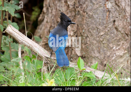 Steller's Jay (Cyanocitta Stelleri), Gabriola, Britisch-Kolumbien, Kanada Stockfoto