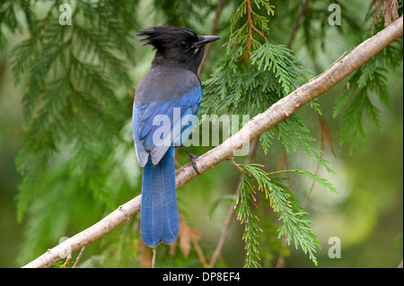 Steller's Jay (Cyanocitta Stelleri), thront Gabriola in Baum, Britisch-Kolumbien, Kanada Stockfoto