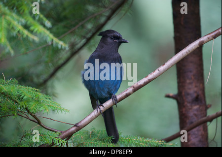 Steller's Jay (Cyanocitta Stelleri), thront Gabriola in Baum, Britisch-Kolumbien, Kanada Stockfoto