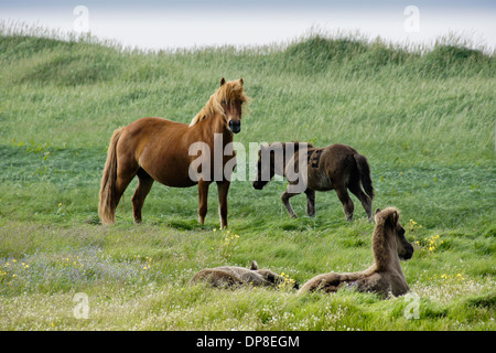 Islandpferde grasen auf Feld, Island Stockfoto