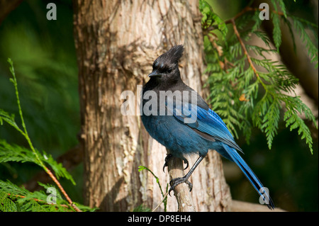 Steller's Jay (Cyanocitta Stelleri), Gabriola Island, Britisch-Kolumbien, Kanada Stockfoto