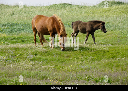 Islandpferde grasen auf Feld, Island Stockfoto