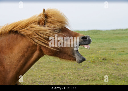 Isländische Pferd Gähnen oder lachen, Island Stockfoto