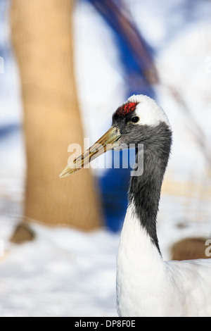 Der Red-Crowned Kranich (Grus Japonensis), auch genannt die japanische oder Manchurian Kran Stockfoto