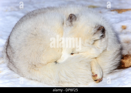 Der Polarfuchs (Alopex Lagopus), auch genannt der Weißfuchs, Snow Fox oder Polarfuchs, ist eine Pflanzenart, die in arktischen Regionen heimisch Stockfoto