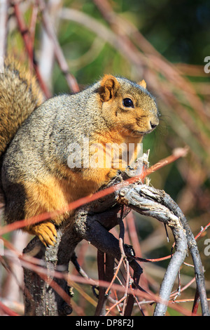 Der Fuchs, Eichhörnchen (Sciurus Niger), auch genannt der östlichen Fuchs, Eichhörnchen oder Bryants Fuchs, Eichhörnchen sind die größten Baum Eichhörnchen Stockfoto