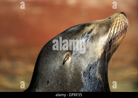 Eine Hafen-Dichtung (Phoca Vitulina) oder die Seehunde ist gemäßigt und Arctic marine Küsten gefunden. Stockfoto