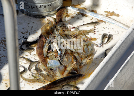 Weiße Garnele gefangen Biloxi Garnelen unterwegs in Biloxi, Mississippi Stockfoto