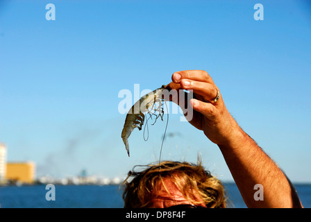 Weiße Garnele gefangen Biloxi Garnelen unterwegs in Biloxi, Mississippi Stockfoto