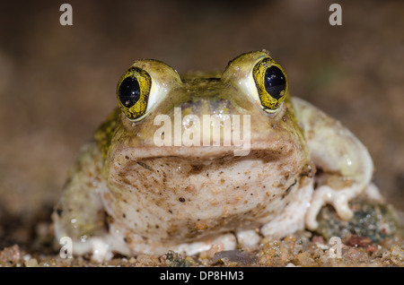 Couch katzenähnliche Kröte, (Scaphiopus Couchii), Socorro co., New Mexico, USA. Stockfoto