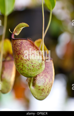 Nepenthes, tropischen Kannenpflanzen oder Affe Tassen. Stockfoto