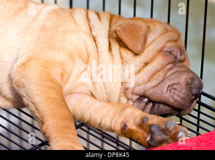 Schlafen Sharpei Hund. Stockfoto